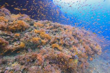 40337144_871929802931306_8833264946247630848_n