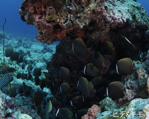 E5979F85-99F3-4934-A565-0E3294CB0FCE