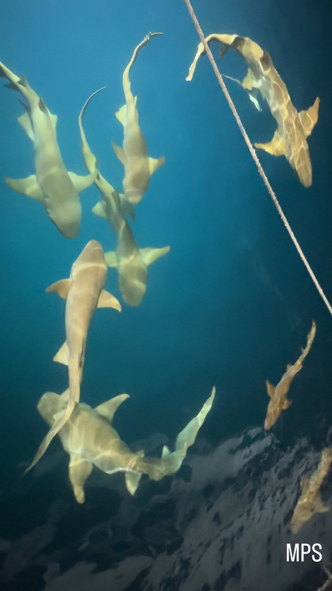 0A51022D-D8E1-41A8-AEB6-50FB1AB83EC4