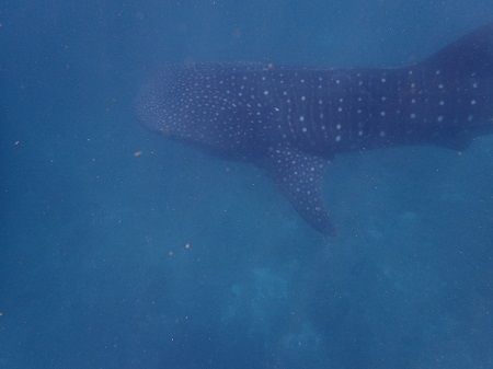 26655610_1994077717539867_1397358315_o