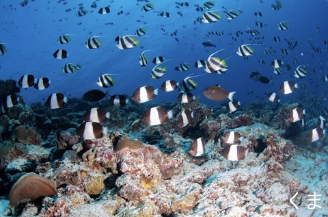 C1BCDE9A-F545-4CFA-8063-5B279FE3797D