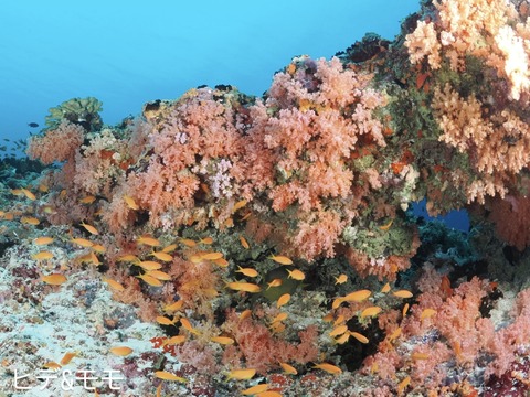 E74D89DB-3125-4874-82DA-CE5CF6CAA7C7