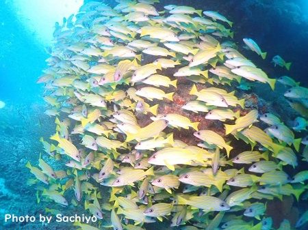 46436369_945453162326384_3937536252156313600_n