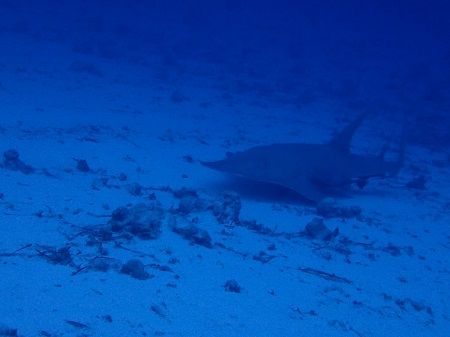 26543795_1994078484206457_1408049484_o