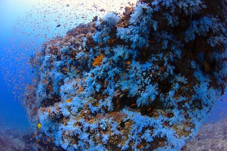 39883145_1844284595664803_2447630505403744256_n