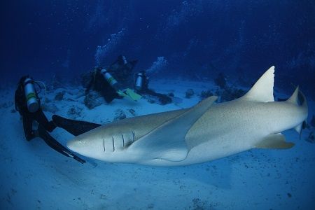 ナースシャーク３