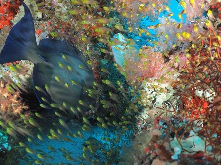 30849912_930787317103356_966128681_o