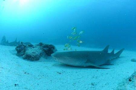 39010092_2135154740072522_922344939780571136_n