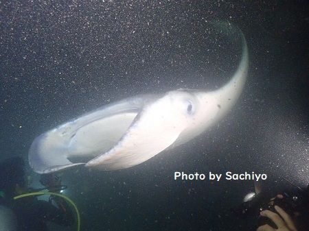 46362804_188763722009858_8272876202084007936_n