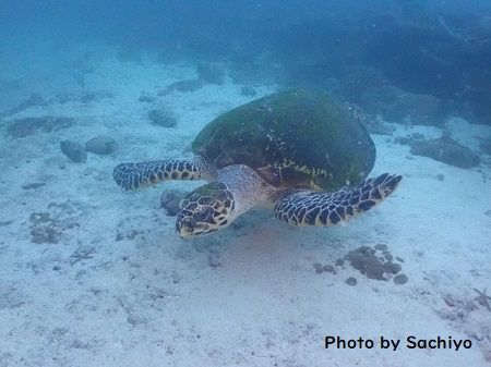 46485912_772790103070594_1420187436717178880_n