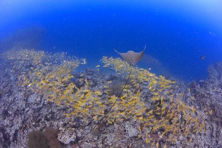 39515410_1841243005968962_6335022335774425088_n