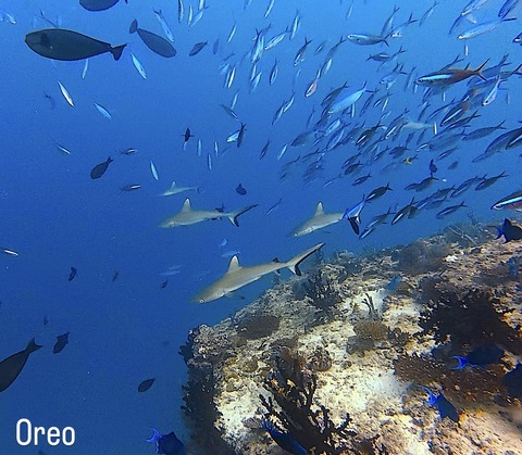 E7C8D9D5-99D3-4167-904A-954425B2EE54