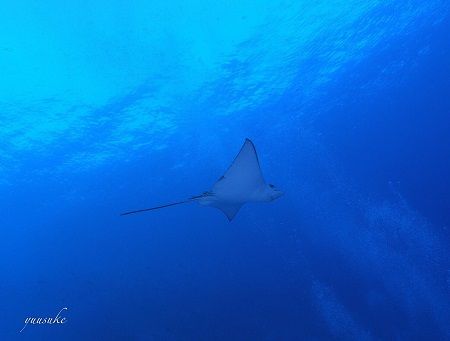 30850264_930787280436693_2099196601_o