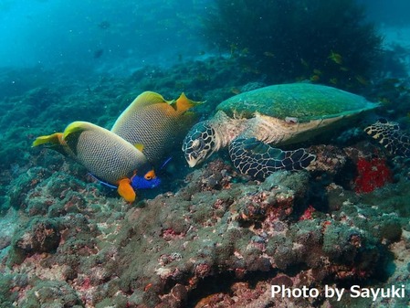 44255287_1293034907502185_8021766751530254336_n