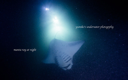 モルディブナイトマンタ