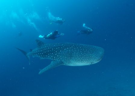 ジンべエ　滝沢