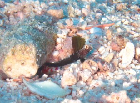 トール　えびちゃん