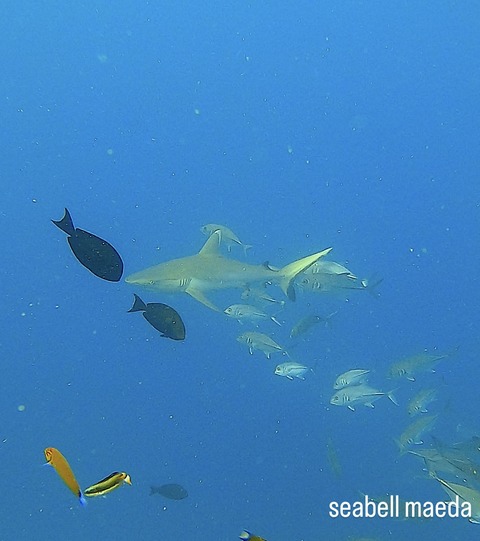 34E963D1-6466-4BCC-9A6A-90CA7FEEC11B