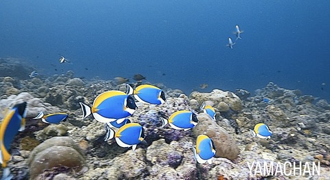 DFB3BFD5-16C1-4FF2-9FB3-5C6B551009D5