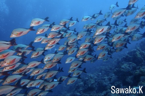 238B47BB-9887-4D38-9FB7-B0CB4A5ABF85