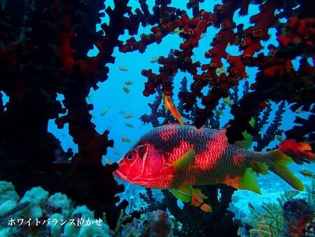 小野崎さんフォトコン