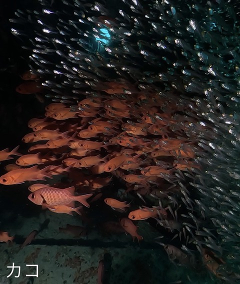 BF05E78C-C650-4A33-9381-5168375FC68F