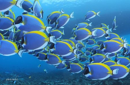 31298616_930787327103355_160085787_o