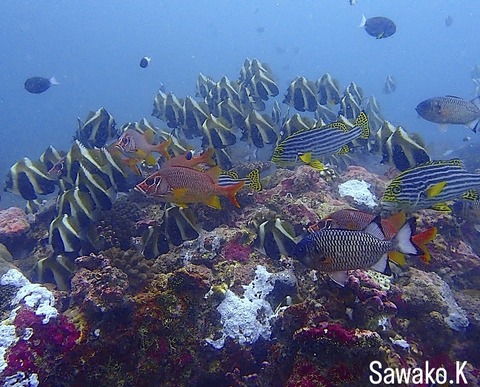 42386273-36C2-4B5A-9E2D-EA24943F17D3