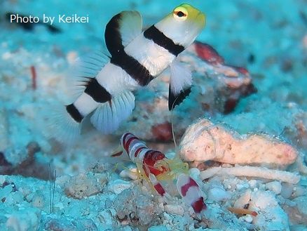 keikei rasdu madivaru