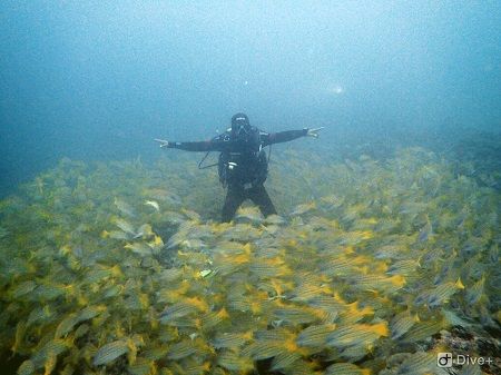 44942028_1254800844660719_7310649115115782144_n