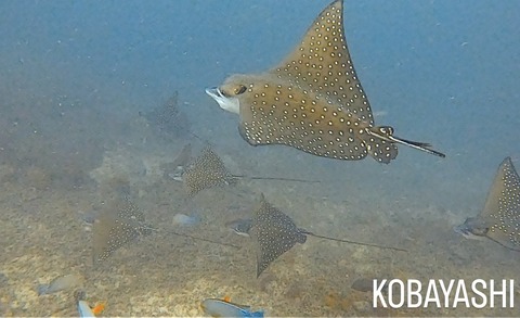 08A5C779-2C11-46D3-8610-48C2E48704F9