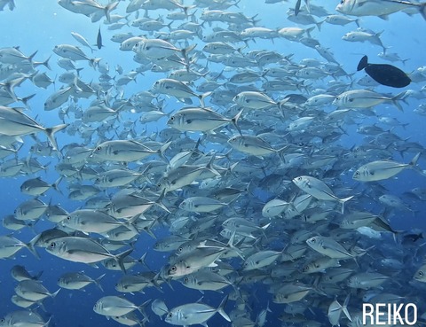 3029CA69-FAE0-4C29-ADF1-BC9D8311A270