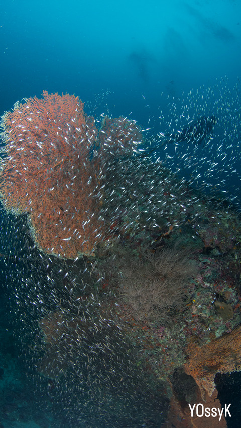 FFFEC0FD-1238-4C3F-995B-4141DCE2518B