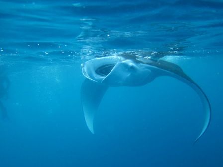 マンタスノーケリング　カンダ　