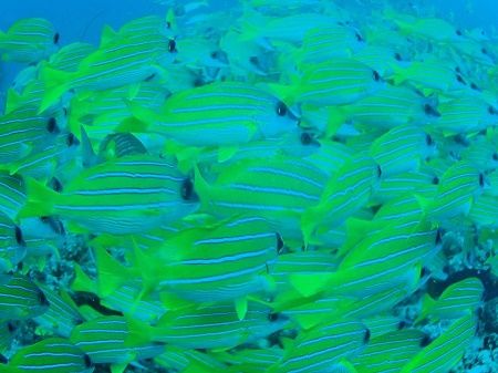 39091738_1092906067538668_6075916592418390016_n