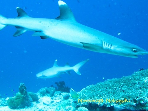 whitetip nino