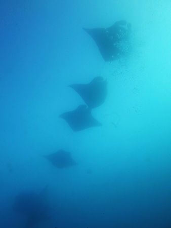 manta1