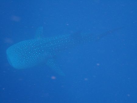 P8130133 - コピー