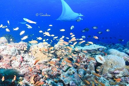 40072676_520926035035995_6097947906336096256_n