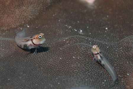 カラーブレニー