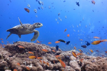 40397971_455213204968538_1649300126365122560_n