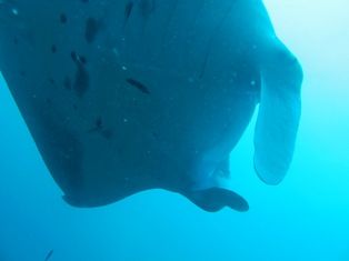 manta1