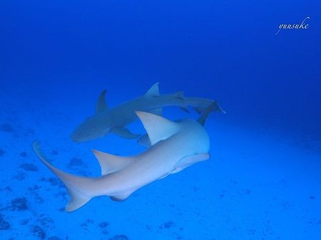 30867734_930787277103360_158794184_o