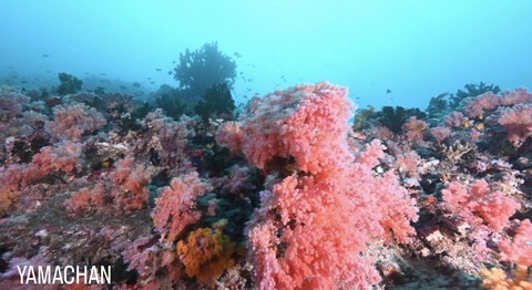 77086A39-3781-4E98-9A87-33BD911C79CE