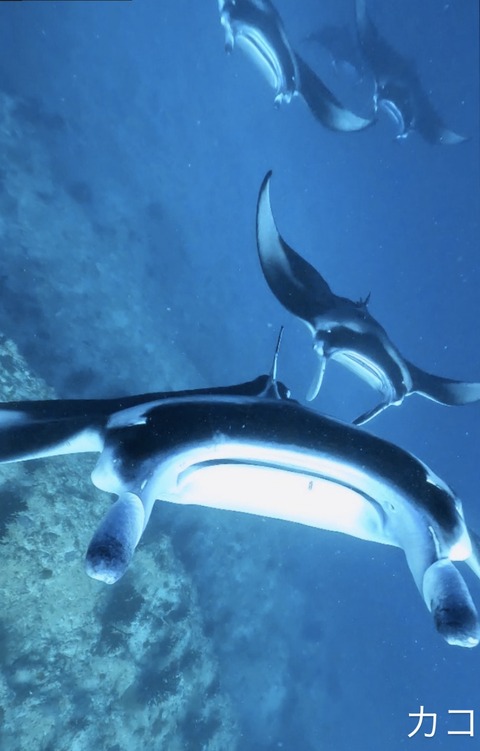 4109533E-0733-4F39-A828-C3231EF4FEED