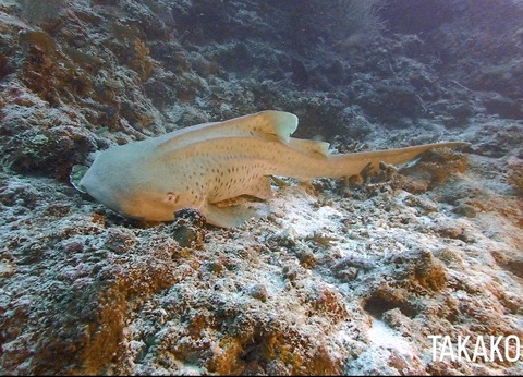 027D6A58-85F1-4201-A499-D7C24A1FBC9B