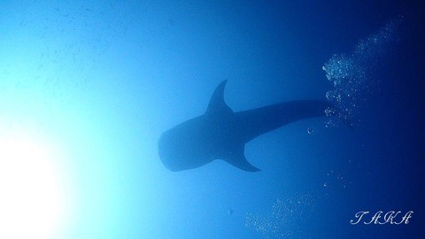 PB290364 - frame at 0m7s