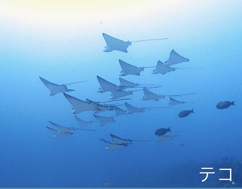 BFDD9059-175A-4B64-89A2-2852D6FB10DA