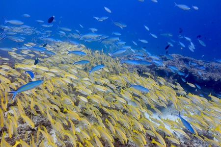 40363709_2250727508492852_8522300917356167168_n