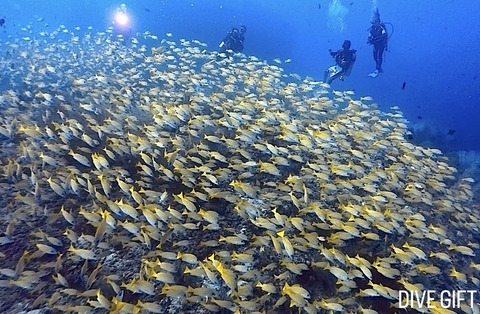 1DF9DAF6-5C5E-422A-9352-B71100256618